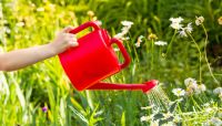 Why don&rsquo;t we water our garden anymore?