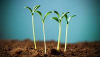 Planting the seeds of advice