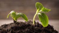 Compliance risk investment to grow