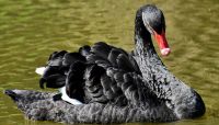 Contingency liquidity plans work well right up until the point where the stop working, warns Jeff Gerrish. A &quot;black swan&quot;—an unforeseen event—may trigger a calamity.