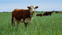 Banks Compromise NetZero Goals with Livestock Financing