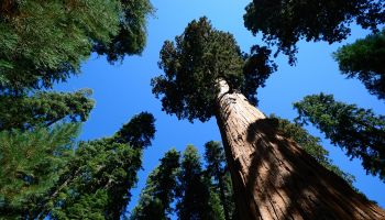 Loan portfolio management begins with forestry
