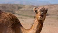 Let's take CAMELS out for a test drive