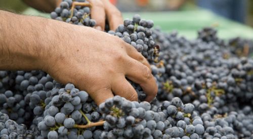 Napa wine lender assesses quake damage
