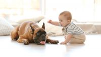 Odds are, this child knows now what a dog is. For artificial intelligence, the learning process isn't as straightforward, nor as quick.