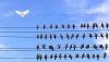 Young millennials taking flight