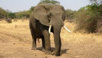 While some traditional institutions may take comfort in the recent stumbles of marketplace lenders, analyst Chris Skinner advises that they remember the Malaysian folk tale of the elephant and the mouse. (Hint: Things went badly for the pachyderm.)